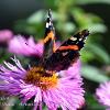 Red Admiral 4  Limited Print of 5  Mount Sizes A4 16x12 20x16