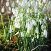 Brough Snowdrops   Limited Print of 5 Mount Sizes  A4 16x12 20x16