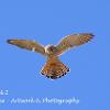 Beadnell Kestrel 2  Limited Print of 5 Mount Size A4  16x12