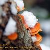 January 2021 Amanita in snow  Limited Print of 5  Mount Sizes A4 16x12 20x16