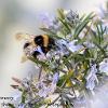 Bee on Rosemary   Limited Print of 5 Mount Sizes  A4 16x12 20x16