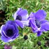 Blue Anemone Trio  Limited Print of 5 Mount Sizes  A4 16x12 20x16
