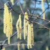 Catkin Cluster  Limited Print of 5 A4 16x12 20x16