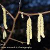 Catkins at Dusk   Limited Print of 5 A4 16x12 20x16