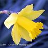 March 2021 Daffodil  Limited Print of 5  Mount Sizes A4 16x12 20x16
