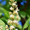 May 2020 Horse Chestnut Flower  Limited Print of 5  Mount Sizes A4 16x12 20x16