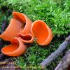 January 2021 Scarlet Elf Cup Cluster  Limited Print of 5  Mount Sizes A4 16x12 20x16