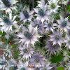 Sea Holly   Limited Print of 5 Mount Sizes 12 x10  16x12 20x16