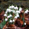 February 2021 Snowdrops in Leaves  Limited Print of 5  Mount Sizes A4 16x12 20x16