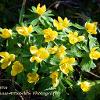February 2021 Sunny Aconites  Limited Print of 5  Mount Sizes A4 16x12 20x16