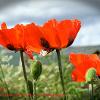 Three Poppies   Limited Print of 5 Mount Sizes  A4 16x12 20x16