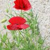 Wall Poppies  Limited Print of 5 Mount Sizes  A4 16x12 20x16
