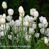 White Tulips   Limited Print of 5 Mount Sizes  A4 16x12 20x16