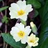 March 2021 Wild Primroses  Limited Print of 5  Mount Sizes A4 16x12 20x16