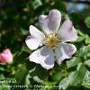 June 2020 Wild Rose and Bud  Limited Print of 5  Mount Sizes A4 16x12 20x16