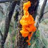 November 2020 Witches Butter  Limited Print of 5  Mount Sizes A4 16x12 20x16