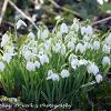 Hartley Snowdrops 2  Limited Print of 5 Mount Sizes  A4 16x12 20x16