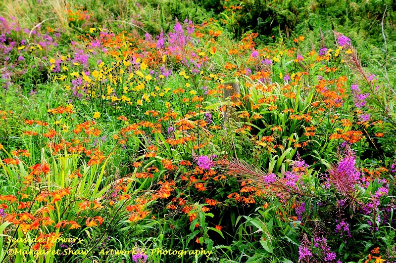 seaside flowers