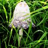 Shaggy Ink Cap   Limited Print of 5 Mount Sizes  A4 16x12 20x16