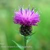 Sole Knapweed  Limited Print of 5 A4 16x12 20x16