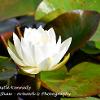 Waterlily Castle Kennedy  Limited Print of 5 Mount Sizes  A4 16x12 20x16