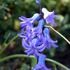 Wild Hyacinth  Limited Print of 5 Mount Sizes  A4 16x12 20x16