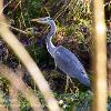 Heron by Hartley Beck  Limited Print of 5 Mount Sizes  A4 16x12 20x16
