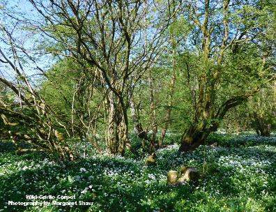 wild garlic carpet