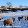 Winter Grazing  Limited Print of 5 Mount Sizes 20x16 16x12 A4