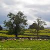 Shap Sheep 1  Limited Print of 5 Mount Sizes 20x16 16x12 A4
