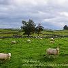 Shap Sheep 2  Limited Print of 5 Mount Sizes 20x16 16x12 A4