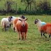 Tangerine Tup  Limited Print of 5 Mount Sizes 20x16 16x12 A4
