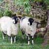 Do Ewe Think We Should Be Over There?  Limited Print of 5 Mount Sizes 20x16 16x12 A4