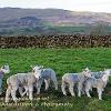 What are ewe youngsters up to?   Limited Print of 5 Mount Sizes 20x16 16x12 A4
