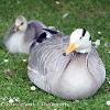 Goose and Gosling   Limited Print of 5  Mount Sizes A4 16x12 20x16