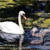 Sizergh Swan and Signets 2  Limited print of 5 Mount Sizes A4 16x12 20x16