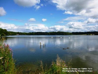 Ducks & Swans on Talkin Tarn