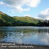 Single Swan Glenridding  Limited Print of 5  Mount Sizes 20x16 16x12 A4