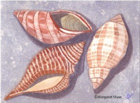 sea shells