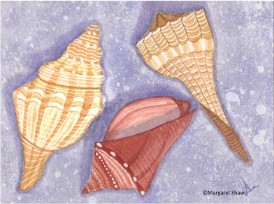 sea shells too