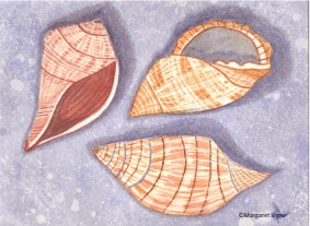 three sea shells