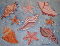 sea shells and starfish