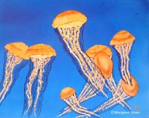 Monterey Jellyfish