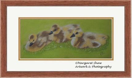 Goslings