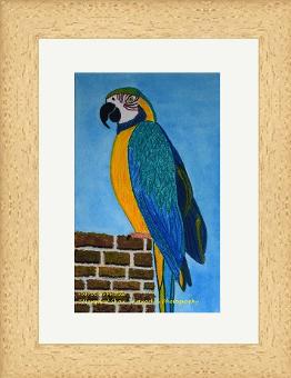 Parrot in Profile