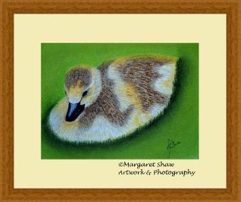 gosling 1