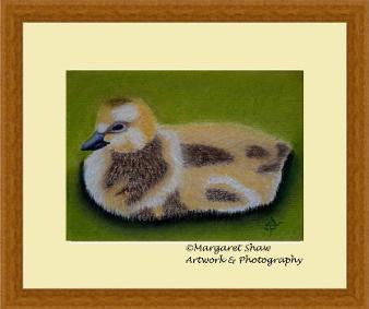 gosling 3