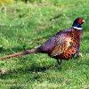 Pleasant Pheasant.  Limited Print of 5 Mount Sizes  A4 16x12