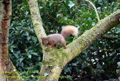 red squirrel