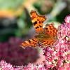 Comma	Limited Print of 5  mount Sizes 16x12 20x16